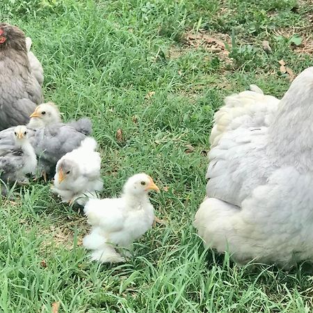 Appartamento In Cascina -La Cascinetta Di Ali- Roatto Exteriör bild