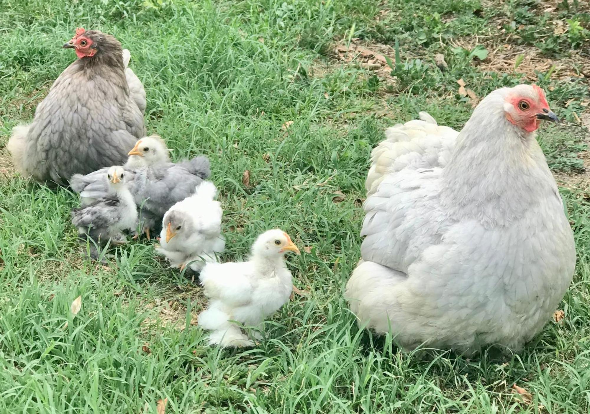 Appartamento In Cascina -La Cascinetta Di Ali- Roatto Exteriör bild